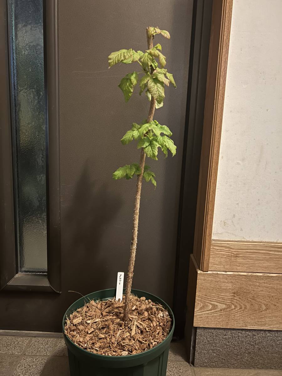 ラズベリー Tulameen トゥラミーン　苗　8号鉢_2