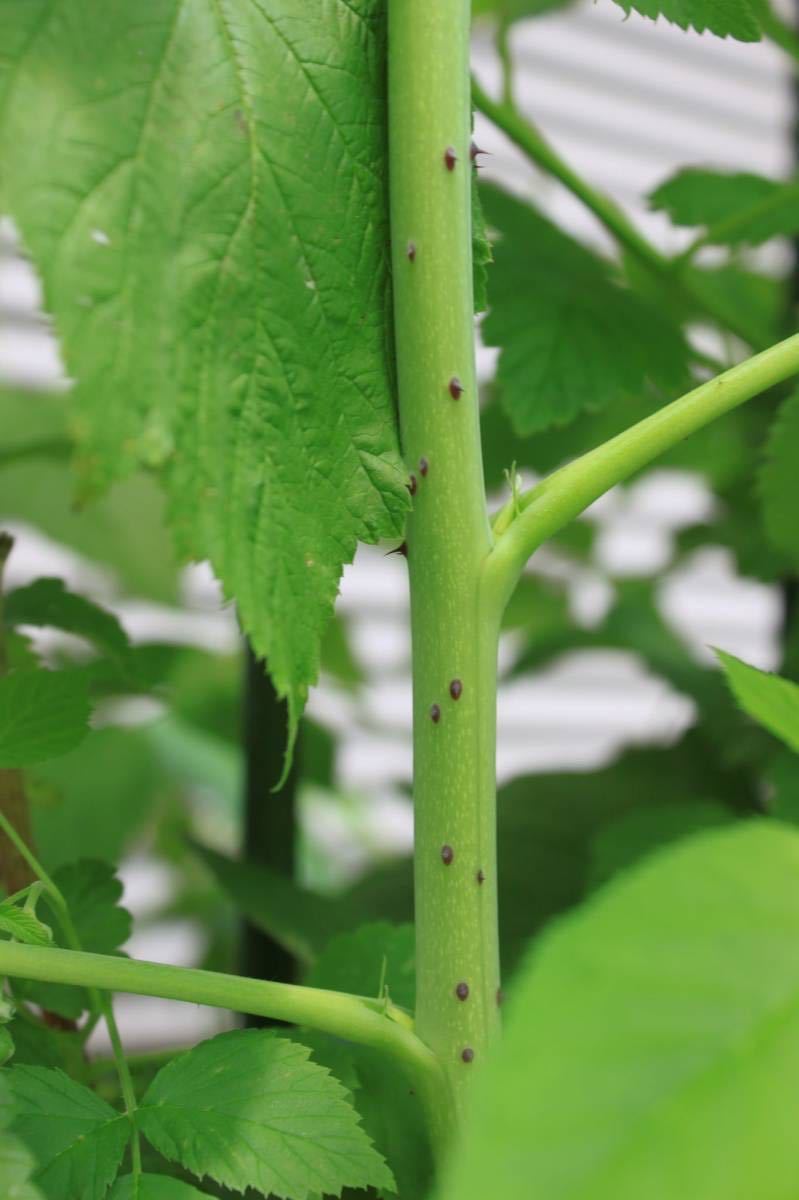 ラズベリー Tulameen トゥラミーン　苗　8号鉢_3