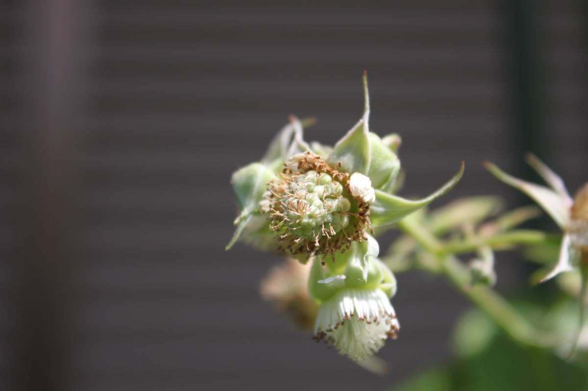 ラズベリー Tulameen トゥラミーン　苗　8号鉢_4