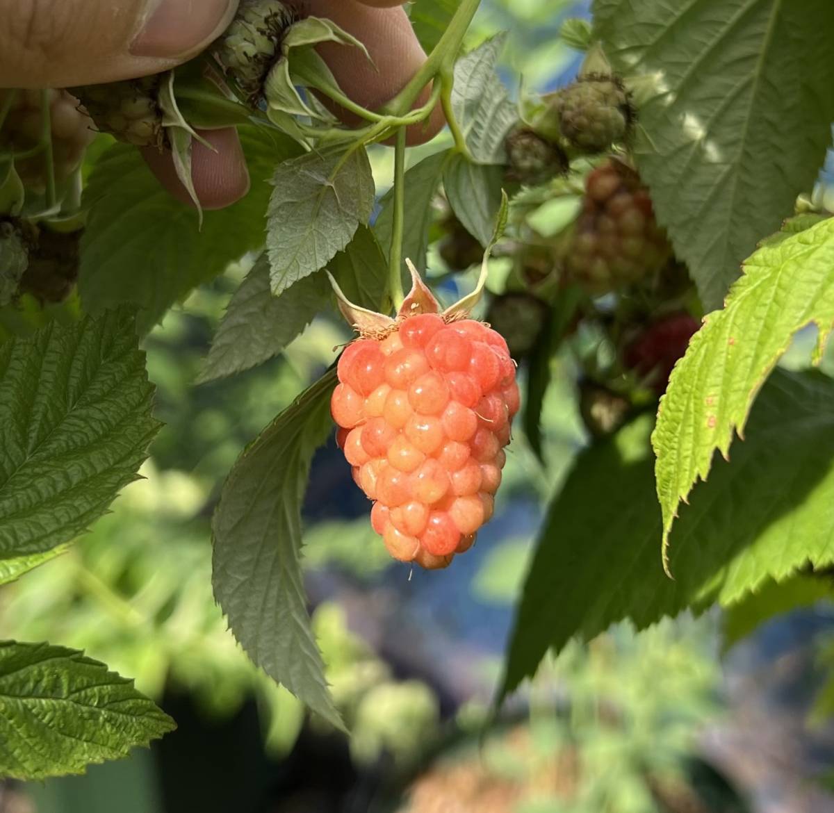 ラズベリー Tulameen トゥラミーン　苗　8号鉢_5