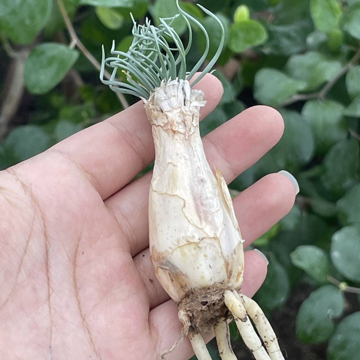 ゲチリス 現地株 Gethyllis - 貴重植物 Yahoo!オークション グランディ 
