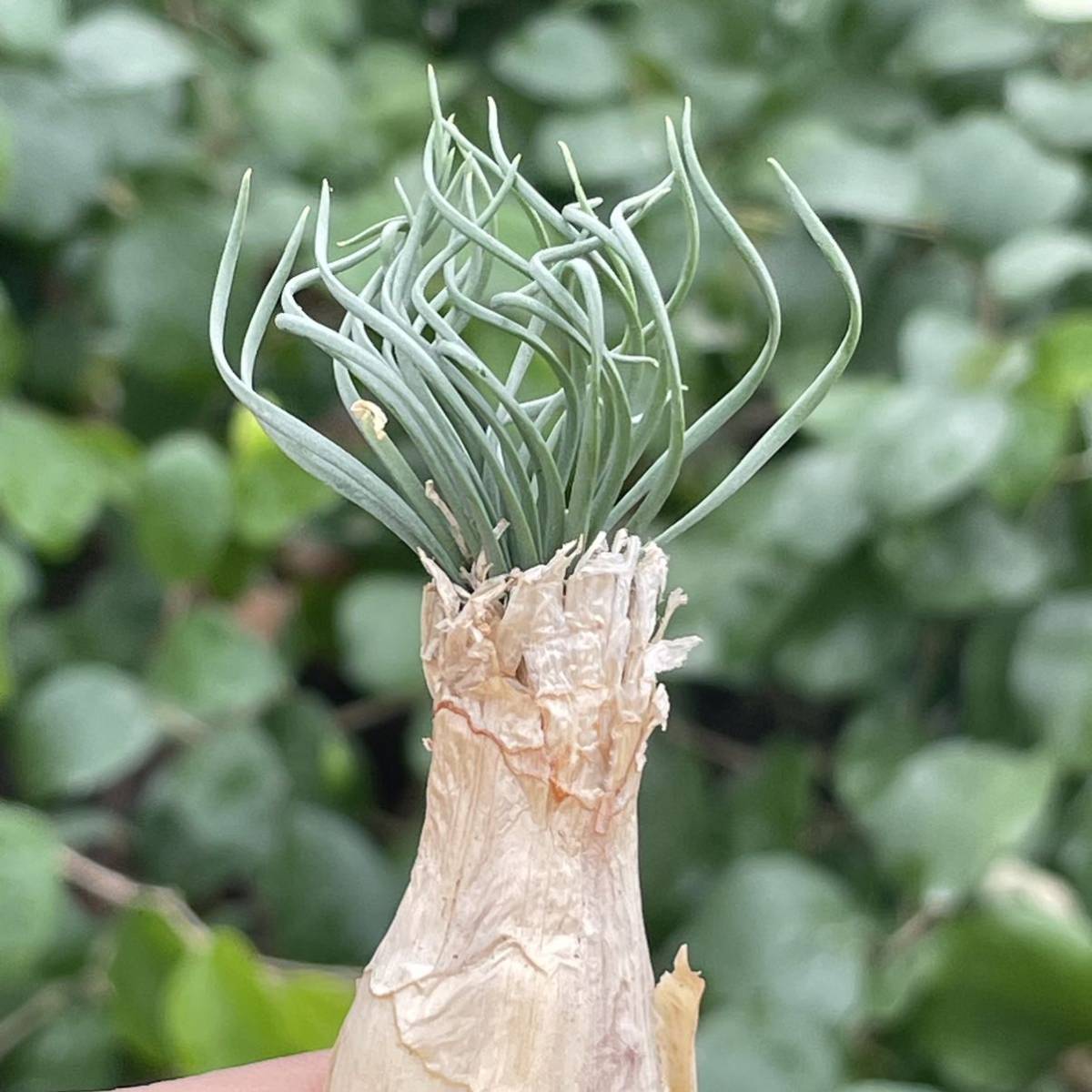 ゲチリス 現地株 Gethyllis - 貴重植物 Yahoo!オークション グランディ 