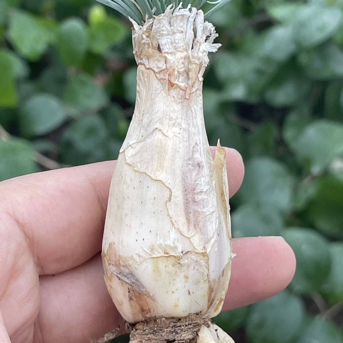 ゲチリス 現地株 Gethyllis - 貴重植物 Yahoo!オークション グランディ 