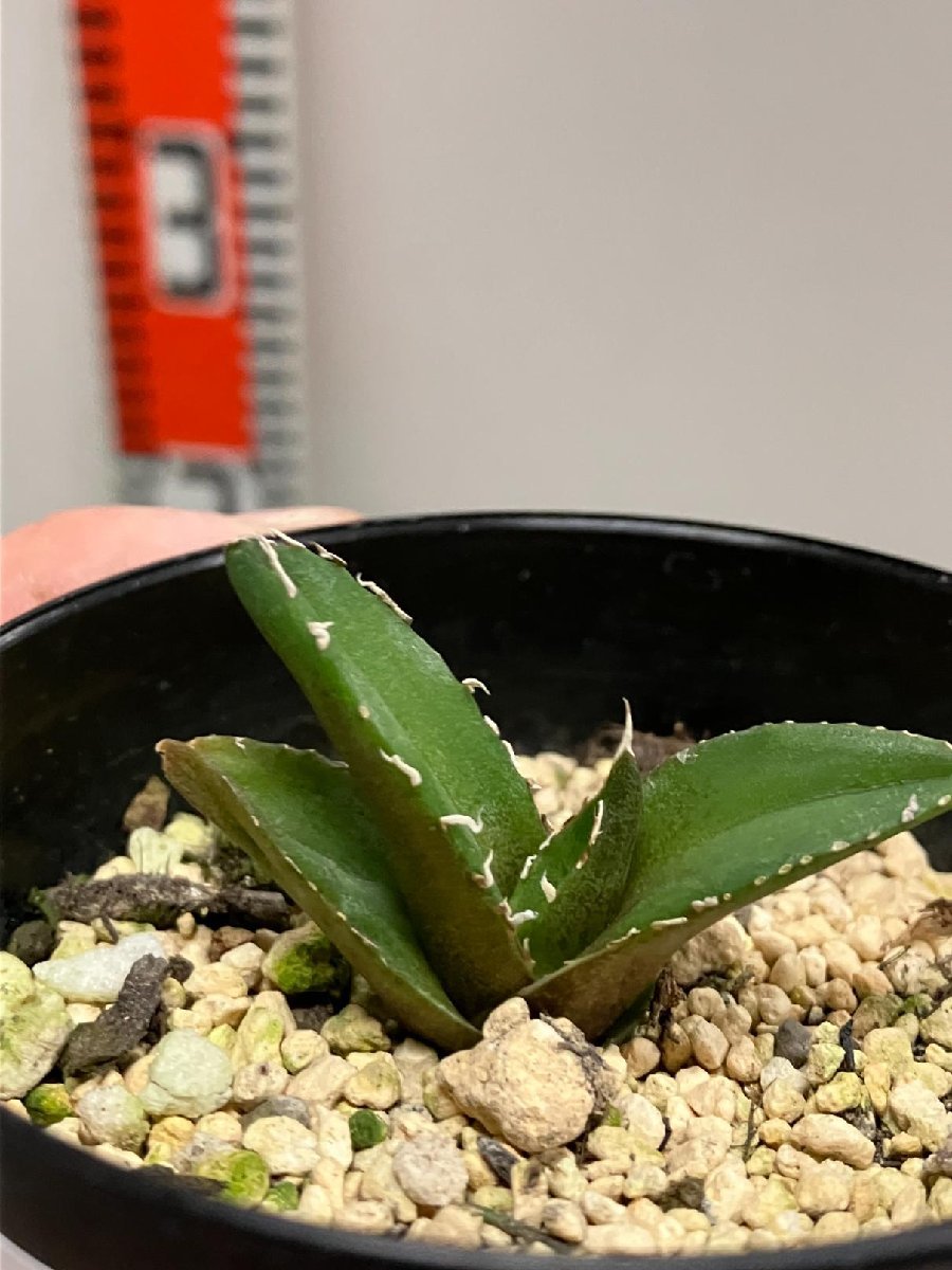 ク0669 「激レア高級品種】アガベ チタノタ 南アフリカダイヤモンド【発根・子株・Titanota South African Diamond (SAD) 】