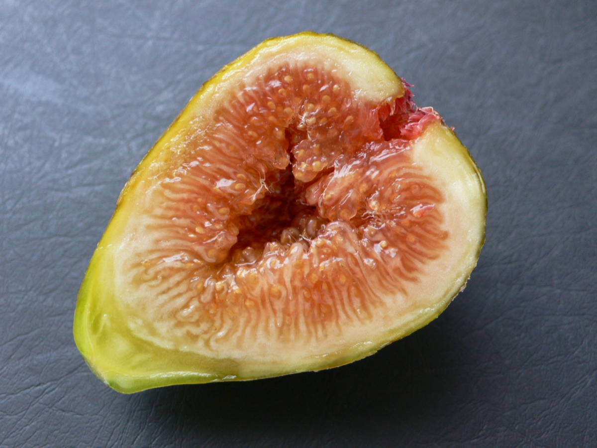 O-449★Schar Amber★　イチジク（無花果）★