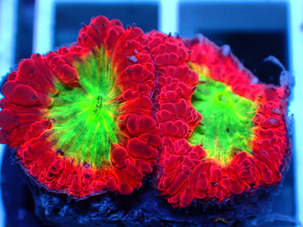 【天邪鬼】　オオタバサンゴ　２ポリプ　レッドxイエローグリーン