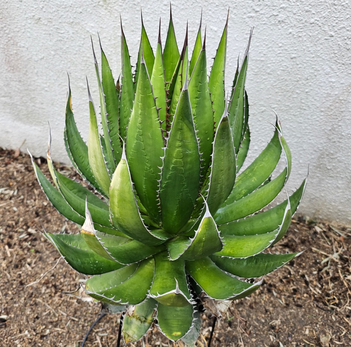 大型ホリダ 検（agave チタノタ チタノータ アガベ 吉祥天 パリー