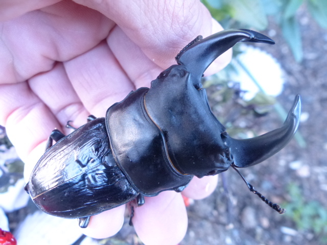 POW　北峰産ホーペ（ホペイ）　　獣獰血統　♂６８，５ミリ　ペア