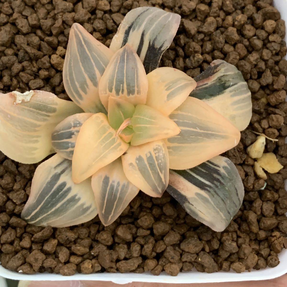 多肉植物 ハオルチア アトロフスカ錦糊斑 ハオルチア 多肉植物 自家