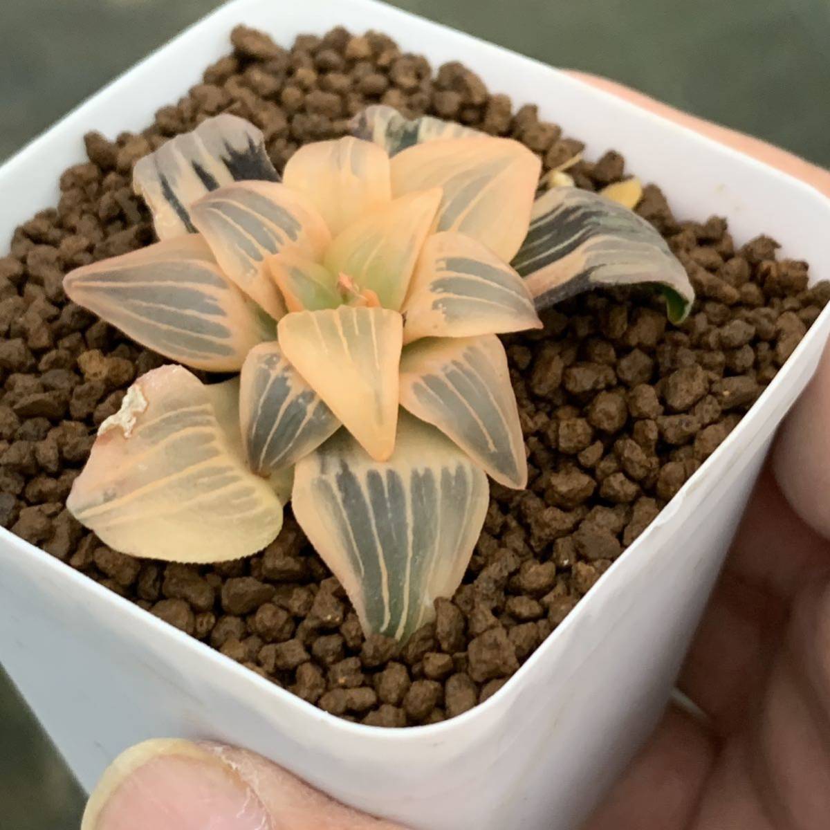 多肉植物 ハオルチア アトロフスカ錦糊斑 □注意事項 【公式通販】