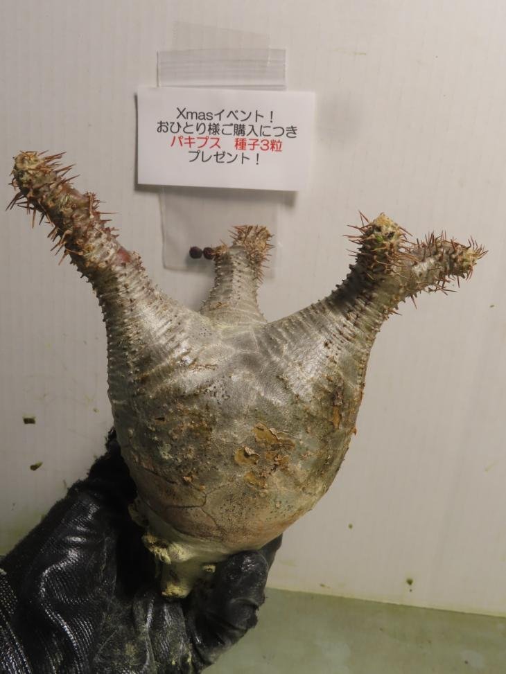 サ4951 「塊根植物」パキポディウム マカイエンセ 抜き苗【最新到着・Xmas種子イベント・到着後3日以内の返品OK・makayense・根切確認済】