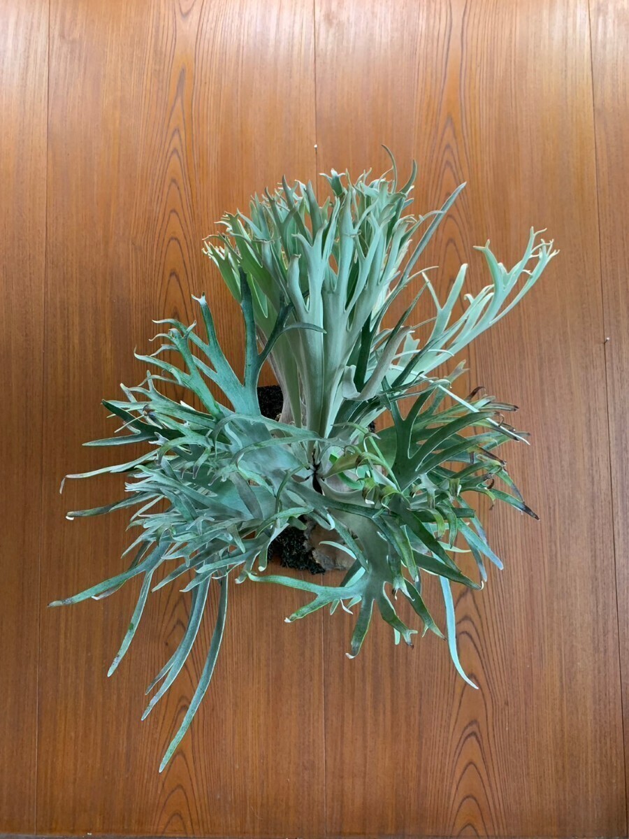 P.Willinckii 'Pedro Tatsuta'（ウィリンキー ペドロ タツタ