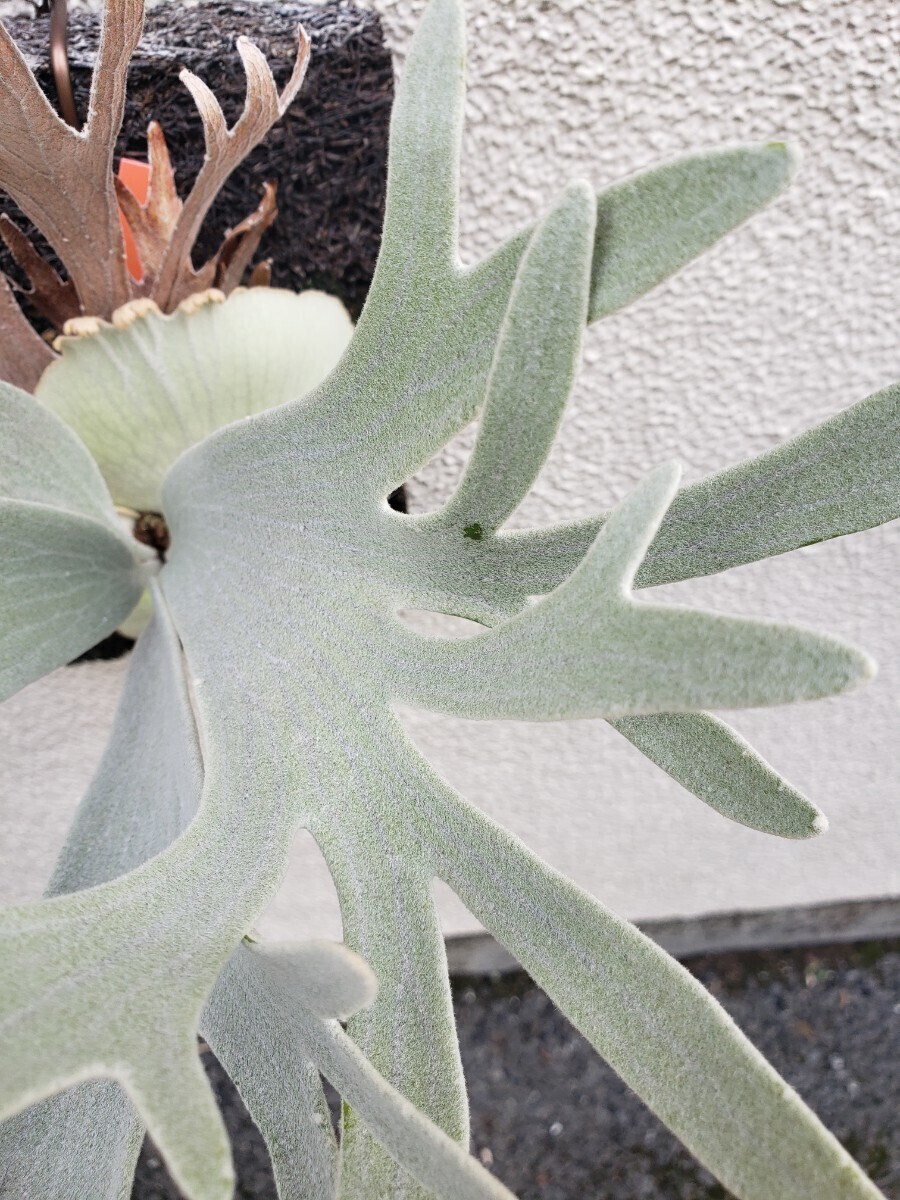 P.Willinckii 'Pedro Tatsuta'（ウィリンキー ペドロ タツタ