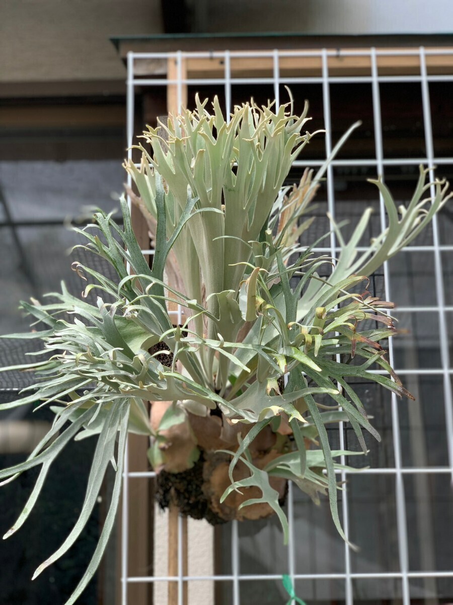 P.Willinckii 'Pedro Tatsuta'（ウィリンキー ペドロ タツタ
