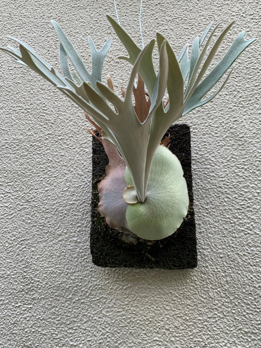 P.Willinckii 'Pedro Tatsuta'（ウィリンキー ペドロ タツタ