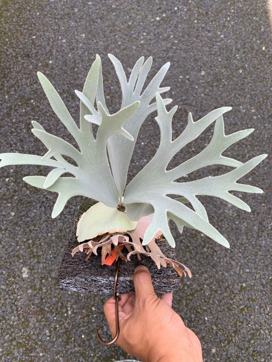 P.Willinckii 'Pedro Tatsuta'（ウィリンキー ペドロ タツタ