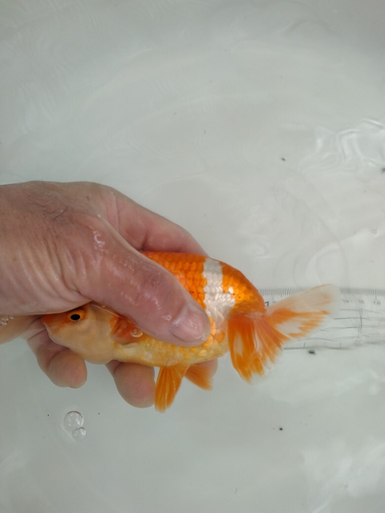 ◎らんちゅう　優良系統　二歳　雄　134X_2