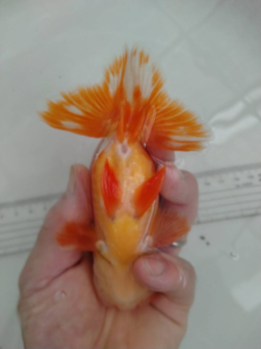 ◎らんちゅう　優良系統　二歳　雄　134X_3