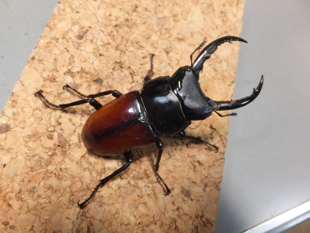 Dorcus arrowi lieni アロ－コクワガタ・リエン ♂72mmペア №4(外