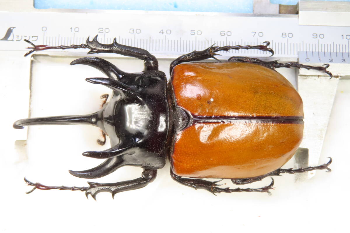 【虫研】大型・良型★ゴホンヅノカブト86(88)㎜★　カブトムシ　クワガタムシ　昆虫　標本　ヘラクレスオオカブト_1