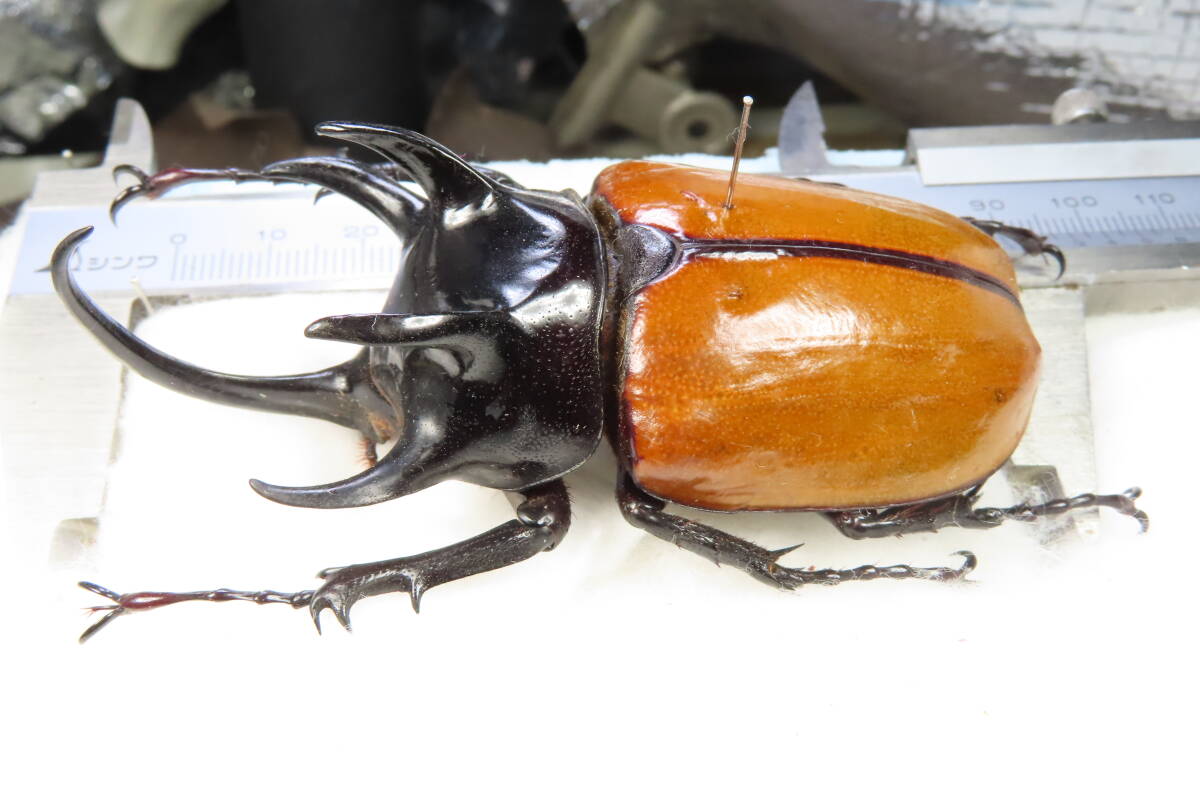 【虫研】大型・良型★ゴホンヅノカブト86(88)㎜★　カブトムシ　クワガタムシ　昆虫　標本　ヘラクレスオオカブト_2