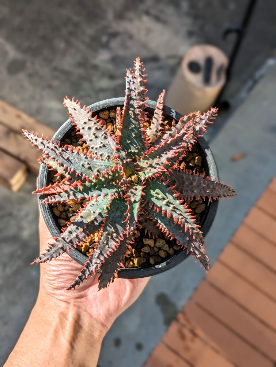 Aloe 'Wily coyote' ワイリーコヨーテ アロエハイブリッド(アロエ