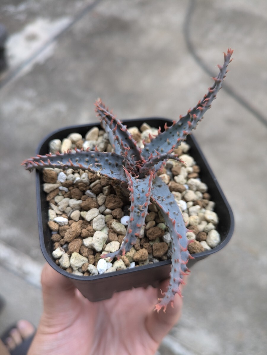 Aloe 'Wily coyote' ワイリーコヨーテ アロエハイブリッド(アロエ