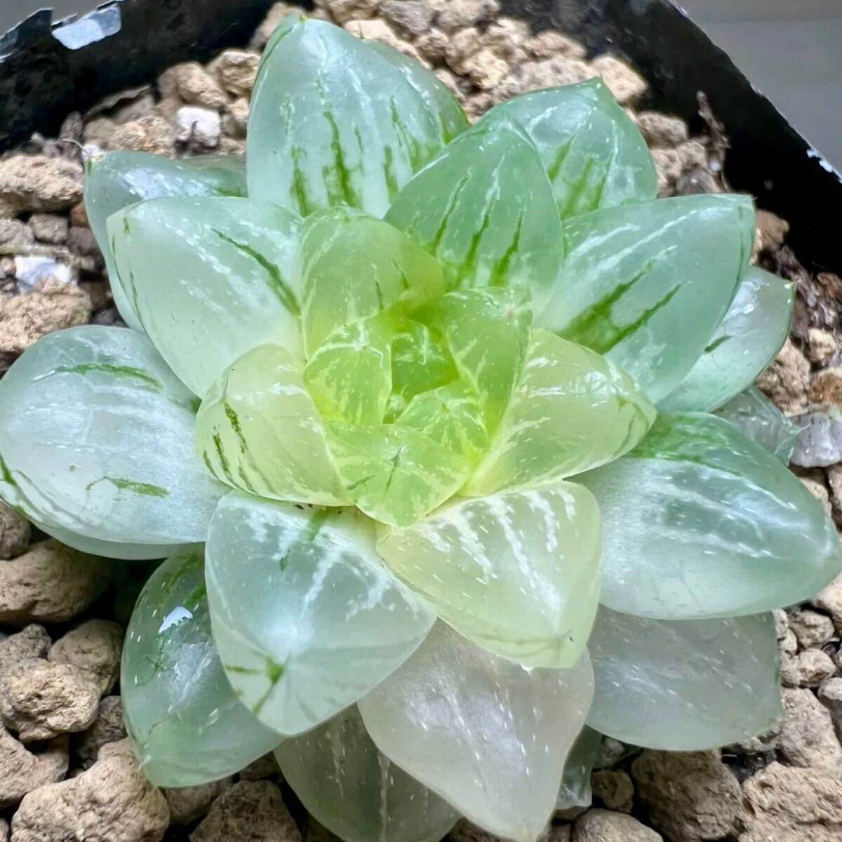 多肉植物 ハオルチア 雪花オブツーサ錦 透明窓 糊斑(サボテン)｜売買