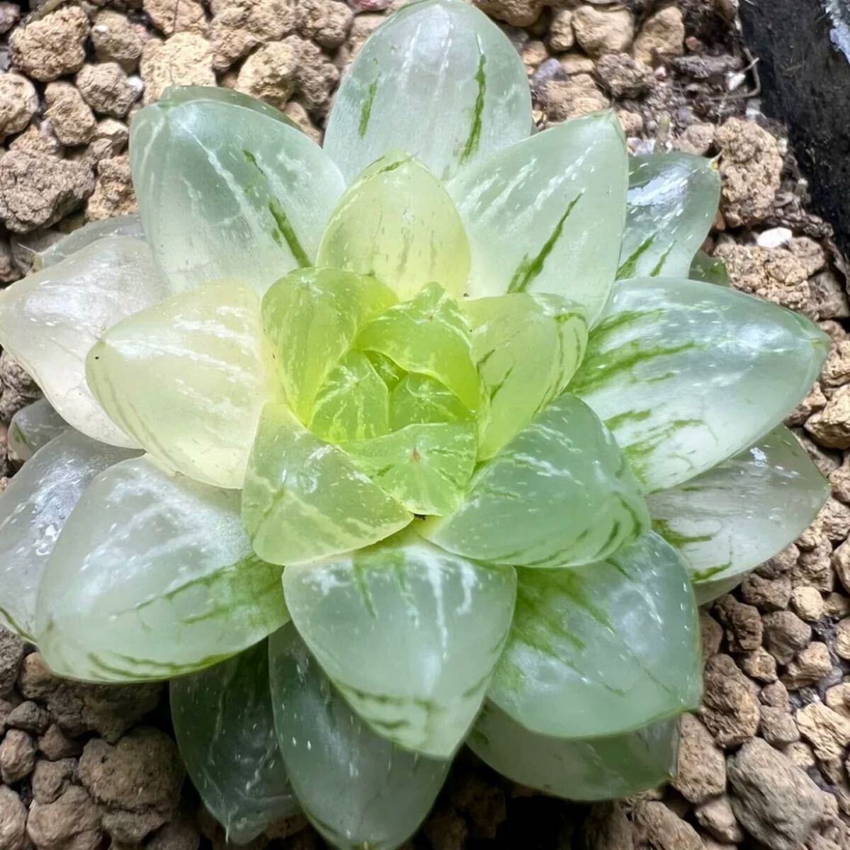 多肉植物 ハオルチア 雪花オブツーサ錦 透明窓 糊斑(サボテン)｜売買