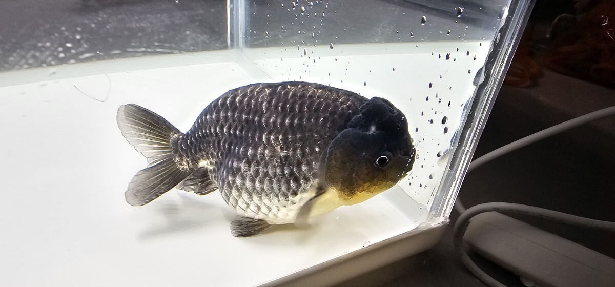 らんちゅう 爆フンタン 青ランチュウ明2歳 10cm 良品s006 らんちゅう 金魚