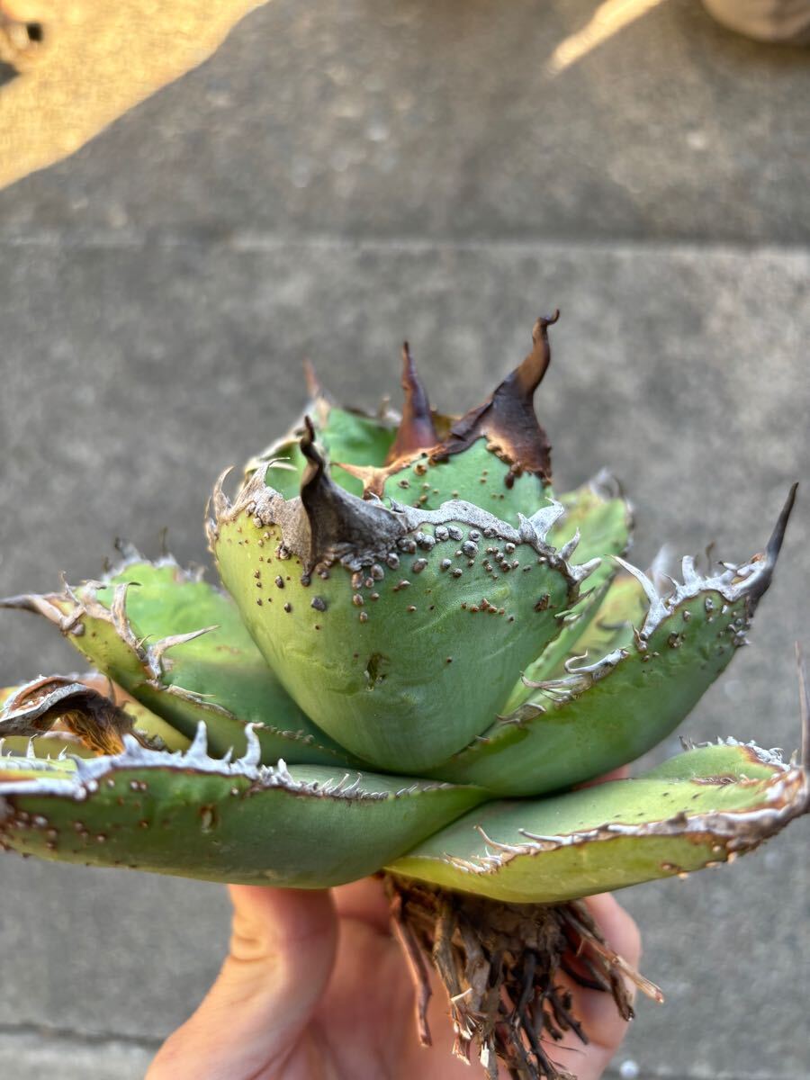アガベ　チタノタ　親株販売　ブツブツ　裏刺　陽炎タイプ　丸葉　オアハカ　TITANOTA 悪魔　シーザー_1