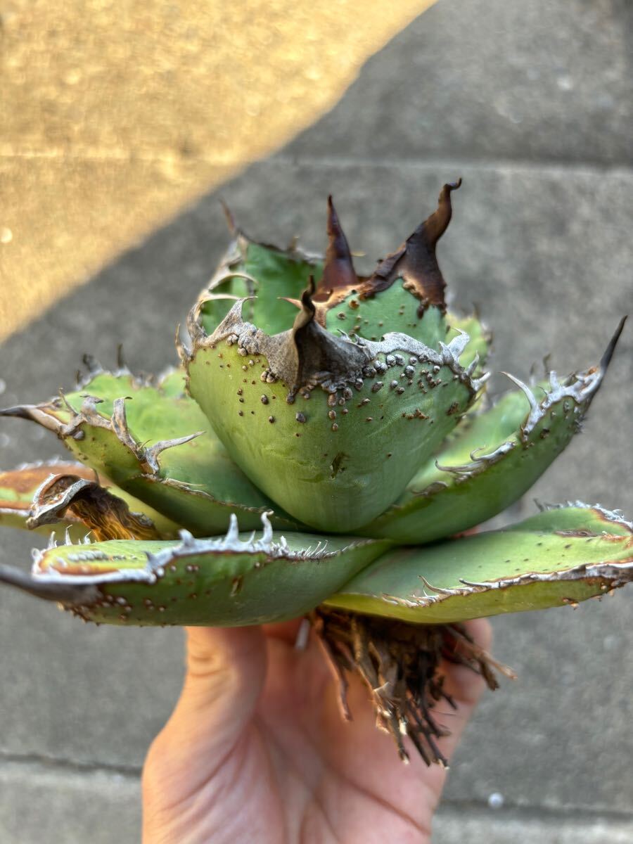 アガベ　チタノタ　親株販売　ブツブツ　裏刺　陽炎タイプ　丸葉　オアハカ　TITANOTA 悪魔　シーザー_2