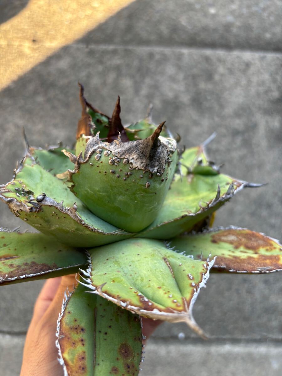 アガベ　チタノタ　親株販売　ブツブツ　裏刺　陽炎タイプ　丸葉　オアハカ　TITANOTA 悪魔　シーザー_3