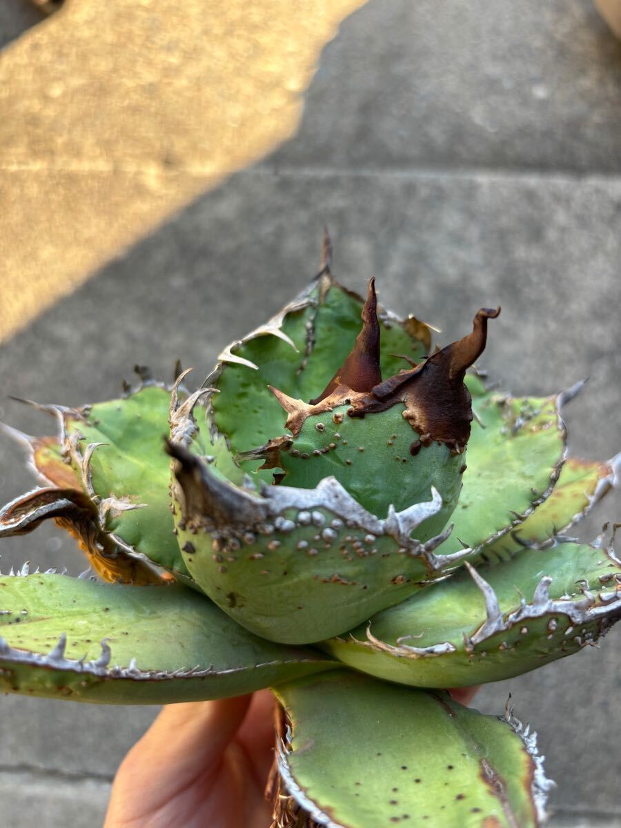 アガベ　チタノタ　親株販売　ブツブツ　裏刺　陽炎タイプ　丸葉　オアハカ　TITANOTA 悪魔　シーザー_4