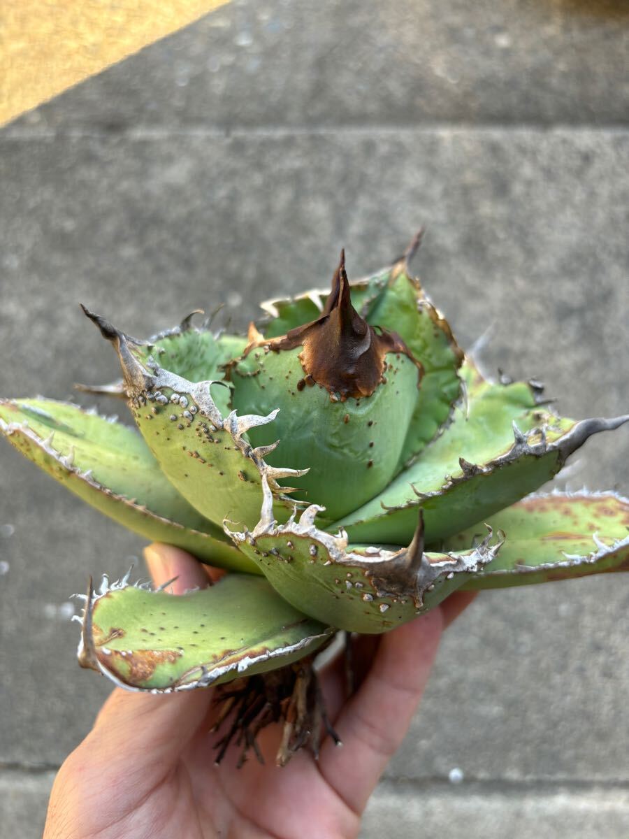 アガベ　チタノタ　親株販売　ブツブツ　裏刺　陽炎タイプ　丸葉　オアハカ　TITANOTA 悪魔　シーザー_5