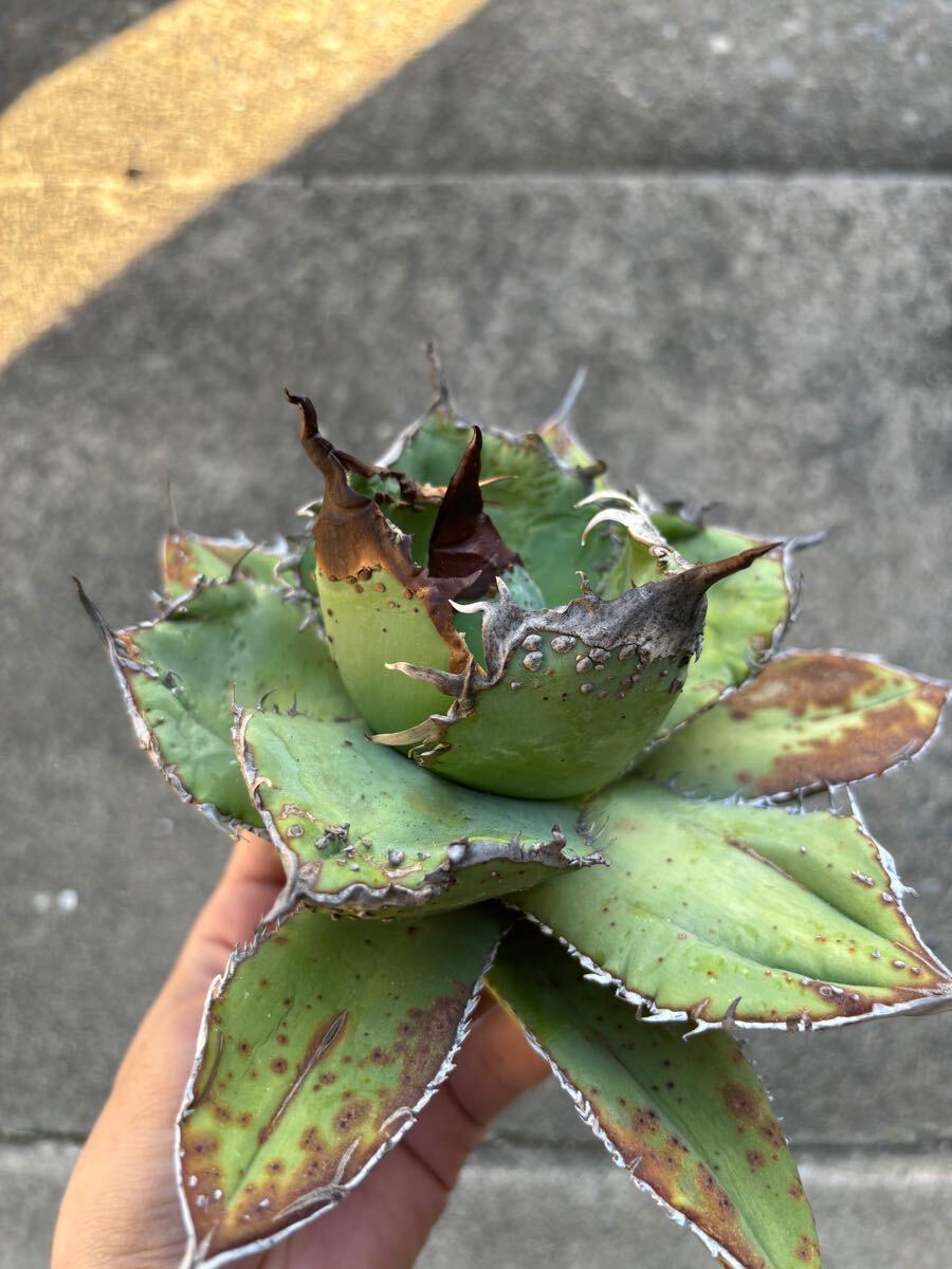 アガベ　チタノタ　親株販売　ブツブツ　裏刺　陽炎タイプ　丸葉　オアハカ　TITANOTA 悪魔　シーザー_6