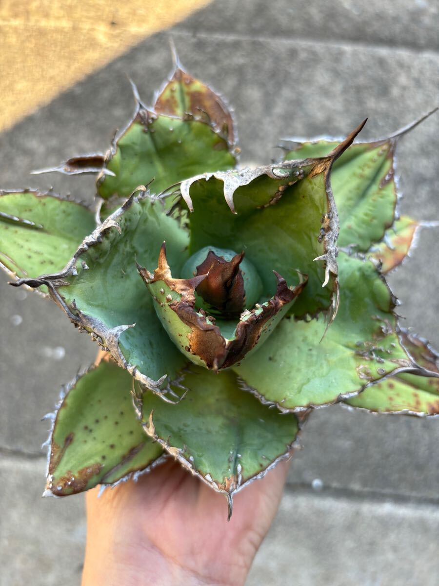 アガベ　チタノタ　親株販売　ブツブツ　裏刺　陽炎タイプ　丸葉　オアハカ　TITANOTA 悪魔　シーザー_7