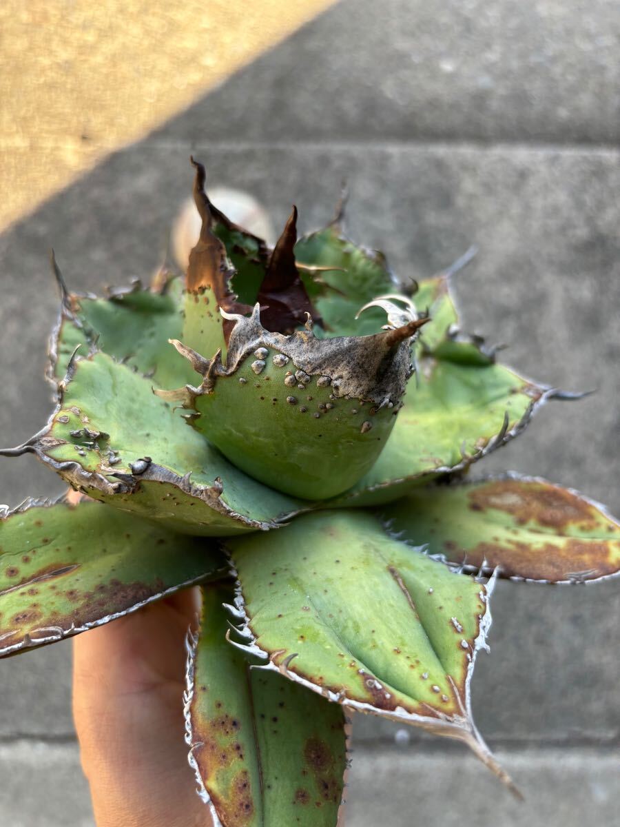 アガベ　チタノタ　親株販売　ブツブツ　裏刺　陽炎タイプ　丸葉　オアハカ　TITANOTA 悪魔　シーザー_8