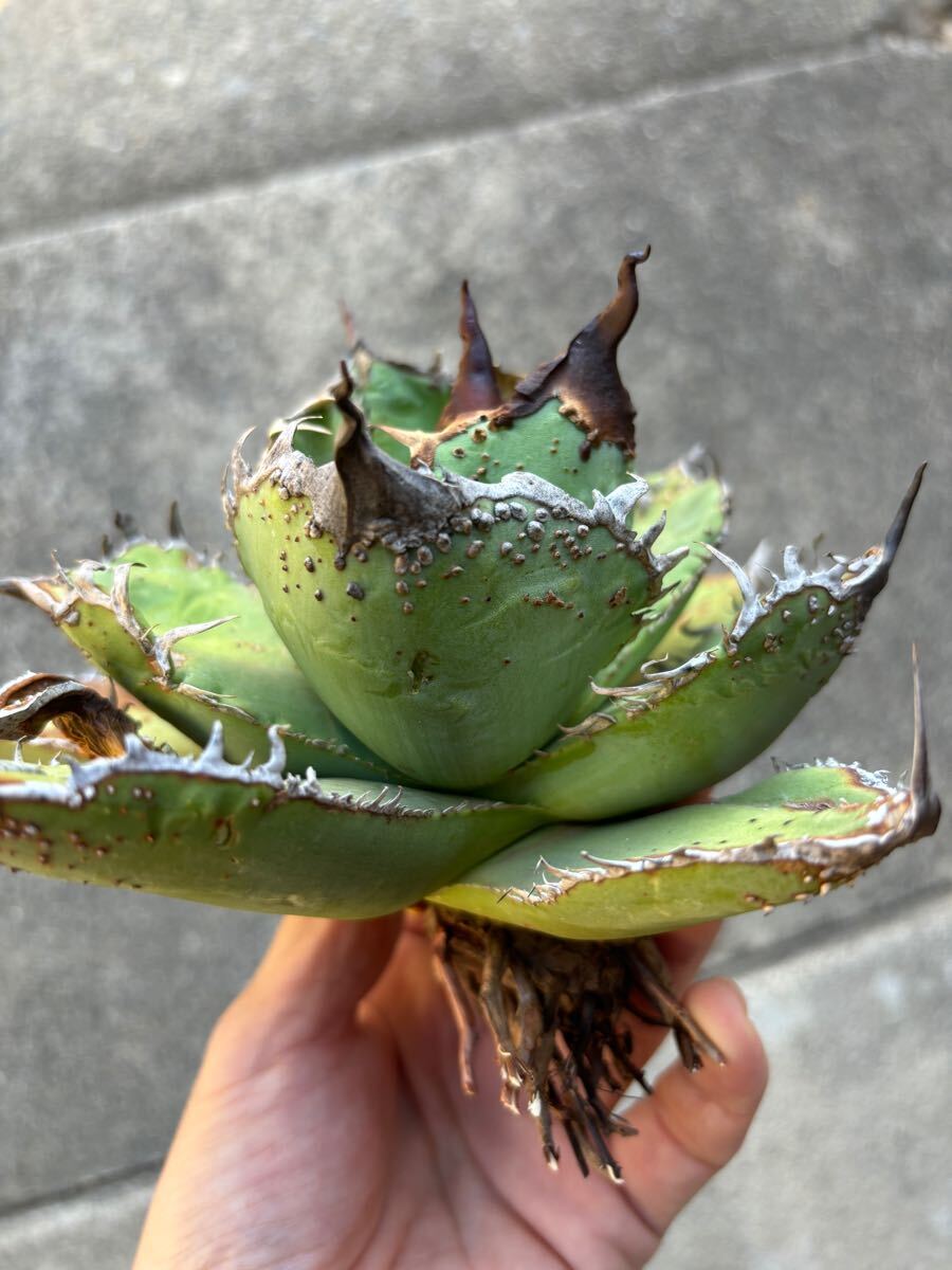 アガベ　チタノタ　親株販売　ブツブツ　裏刺　陽炎タイプ　丸葉　オアハカ　TITANOTA 悪魔　シーザー_9