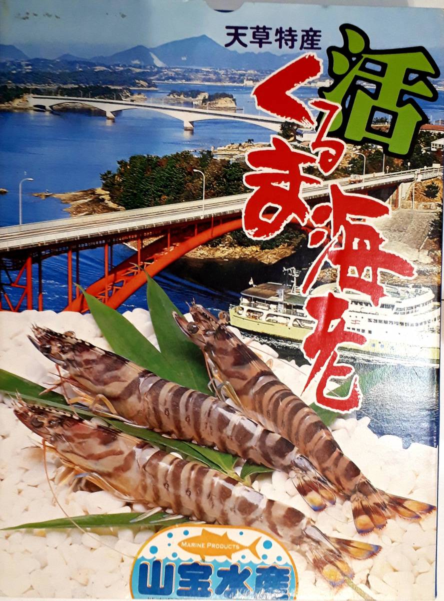 熊本　純上天草産　活き車海老　大型サイズ500g（15～20匹）_1