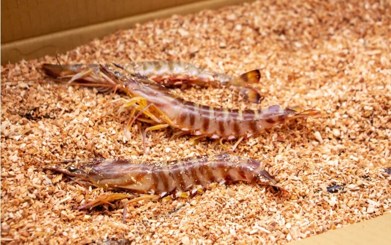 熊本　純上天草産　活き車海老　大型サイズ500g（15～20匹）_2