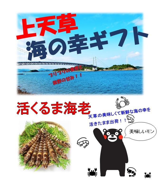 熊本　純上天草産　活き車海老　大型サイズ500g（15～20匹）_3