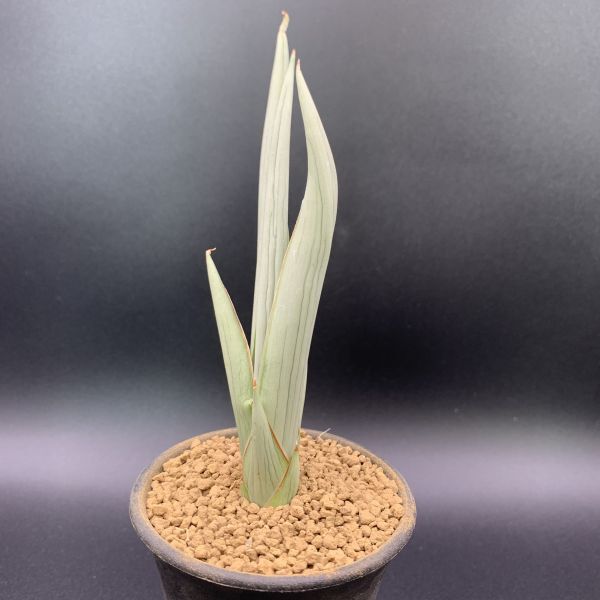 01【新入荷】多肉植物 サンスベリア ダンシングドラゴン Sansevieria