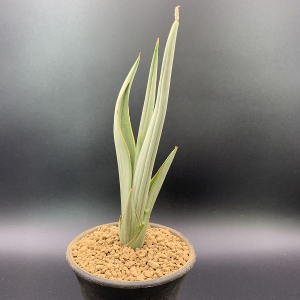01【新入荷】多肉植物 サンスベリア ダンシングドラゴン Sansevieria 01【新入荷】多肉植物 サンスベリア ダンシングドラゴン Sansevieria