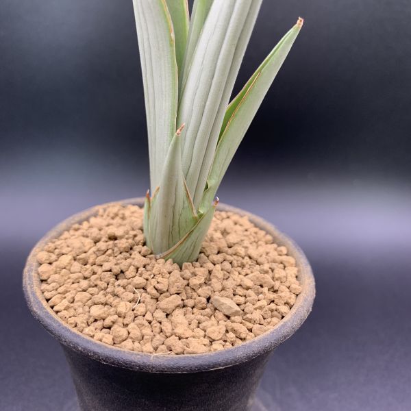 01【新入荷】多肉植物 サンスベリア ダンシングドラゴン Sansevieria
