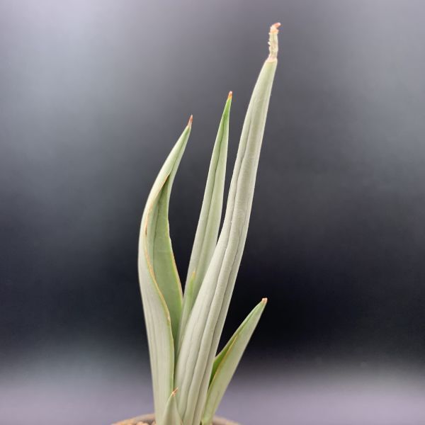 01【新入荷】多肉植物 サンスベリア ダンシングドラゴン Sansevieria