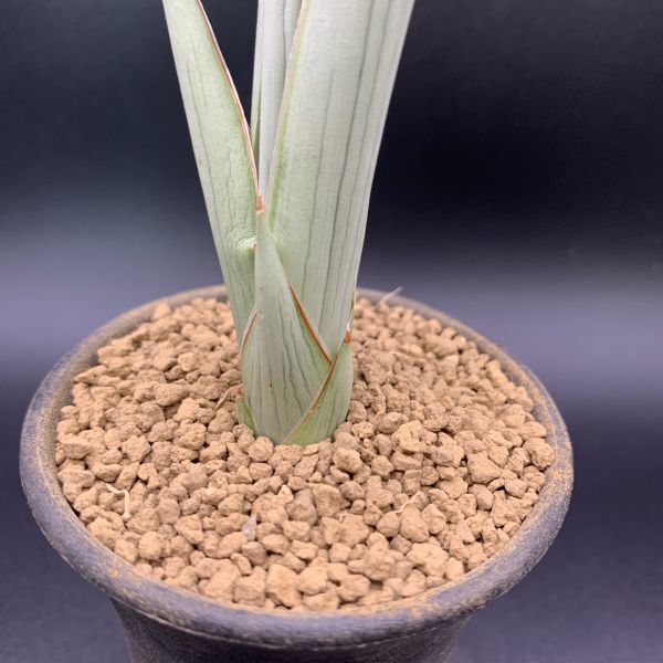 01【新入荷】多肉植物 サンスベリア ダンシングドラゴン Sansevieria