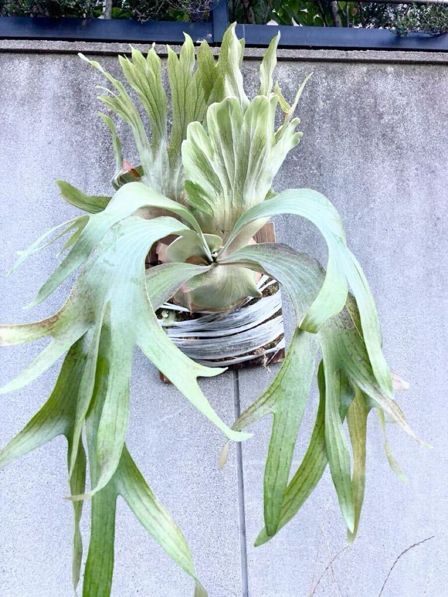 格安，品質保証 おすすめ P.GODZILLA 迫力 Platycerium ビカクシダ コウモリラン(ビカクシダ、コウモリラン)｜売買されたオークション情報、yahooの商品情報をアーカイブ公開 - オークファン ビカクシダ、コウモリラン