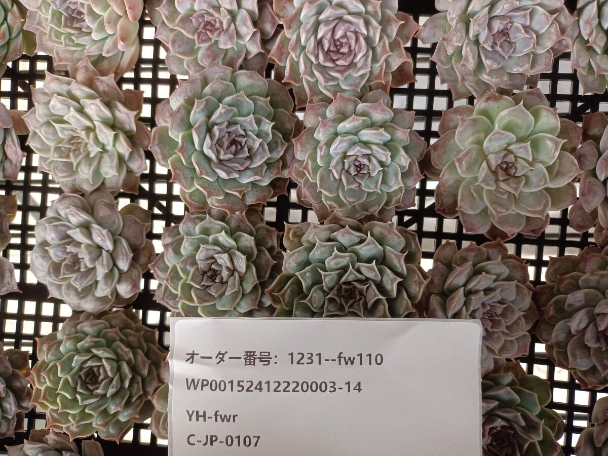 1231-fw110 ギロドロップス30個 多肉植物 韓国 エケベリア 1月9日か10 