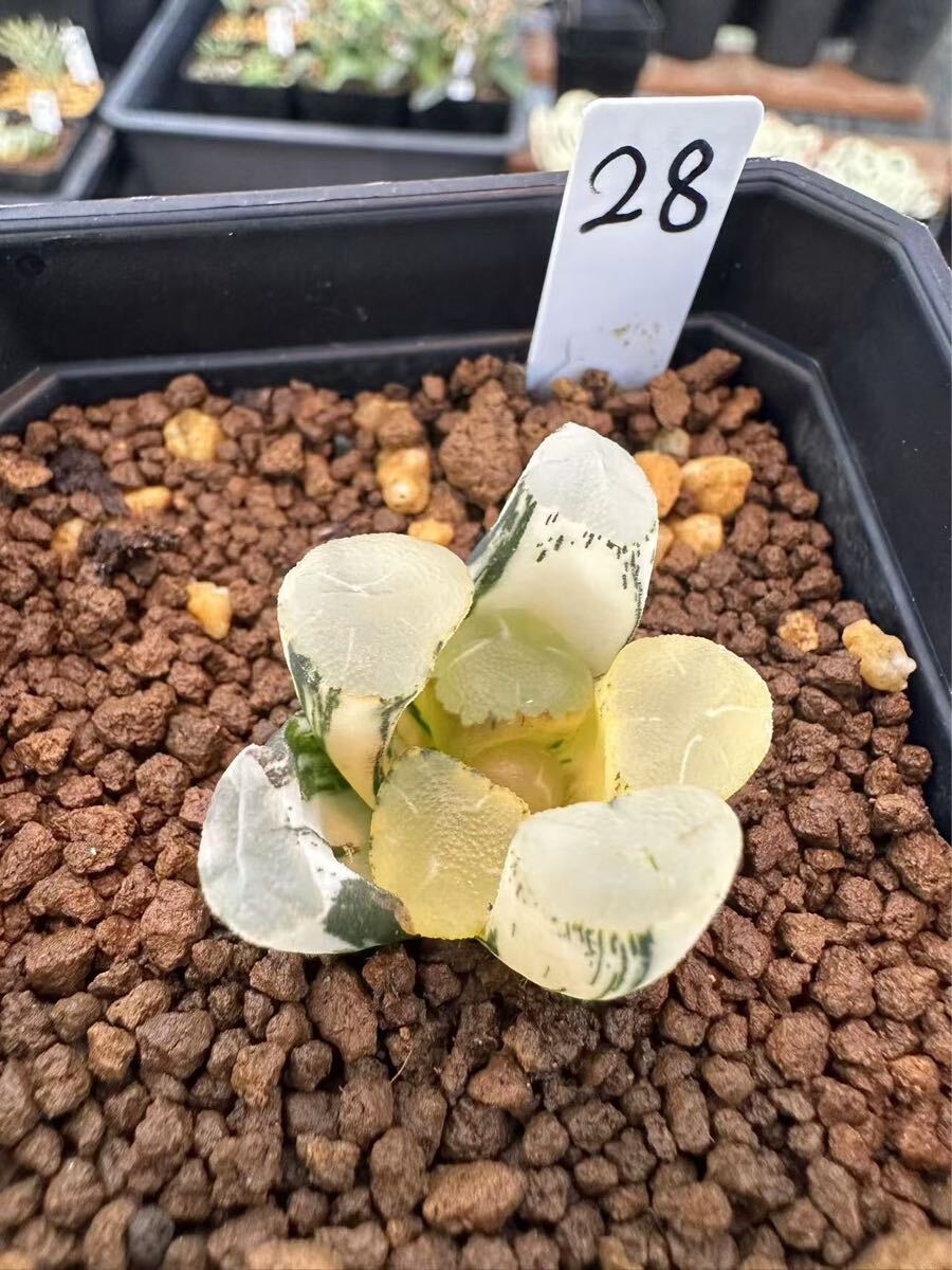28 ハオルチア 多肉植物 オーロラ錦 自家繁殖